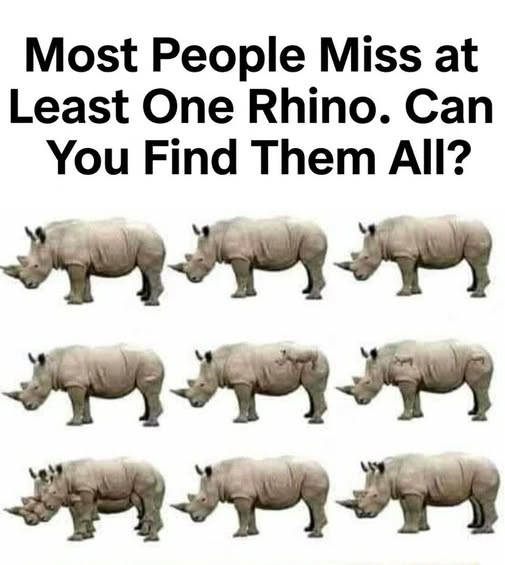 Most People Miss at Least One Rhino. Can You Find Them All?