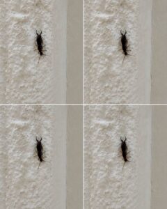 If You Find This Insect in Your Home, Here’s What It Could Mean