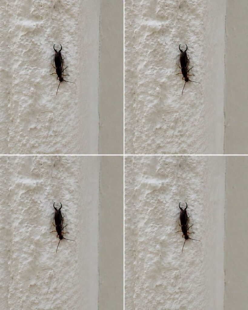 If You Find This Insect in Your Home, Here’s What It Could Mean