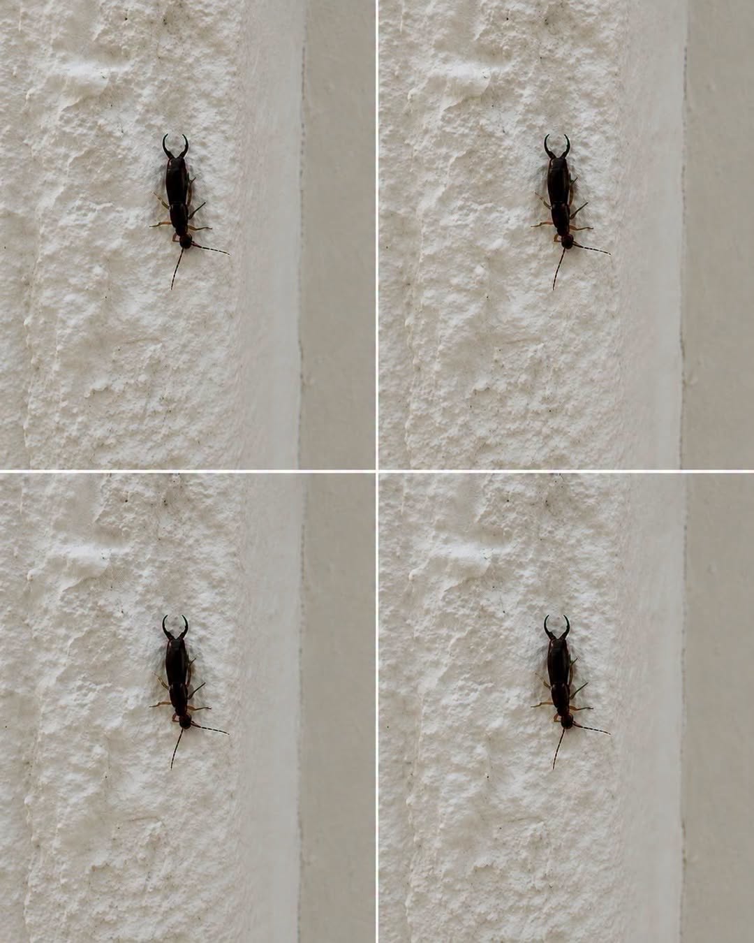 If You Find This Insect in Your Home, Here’s What It Could Mean