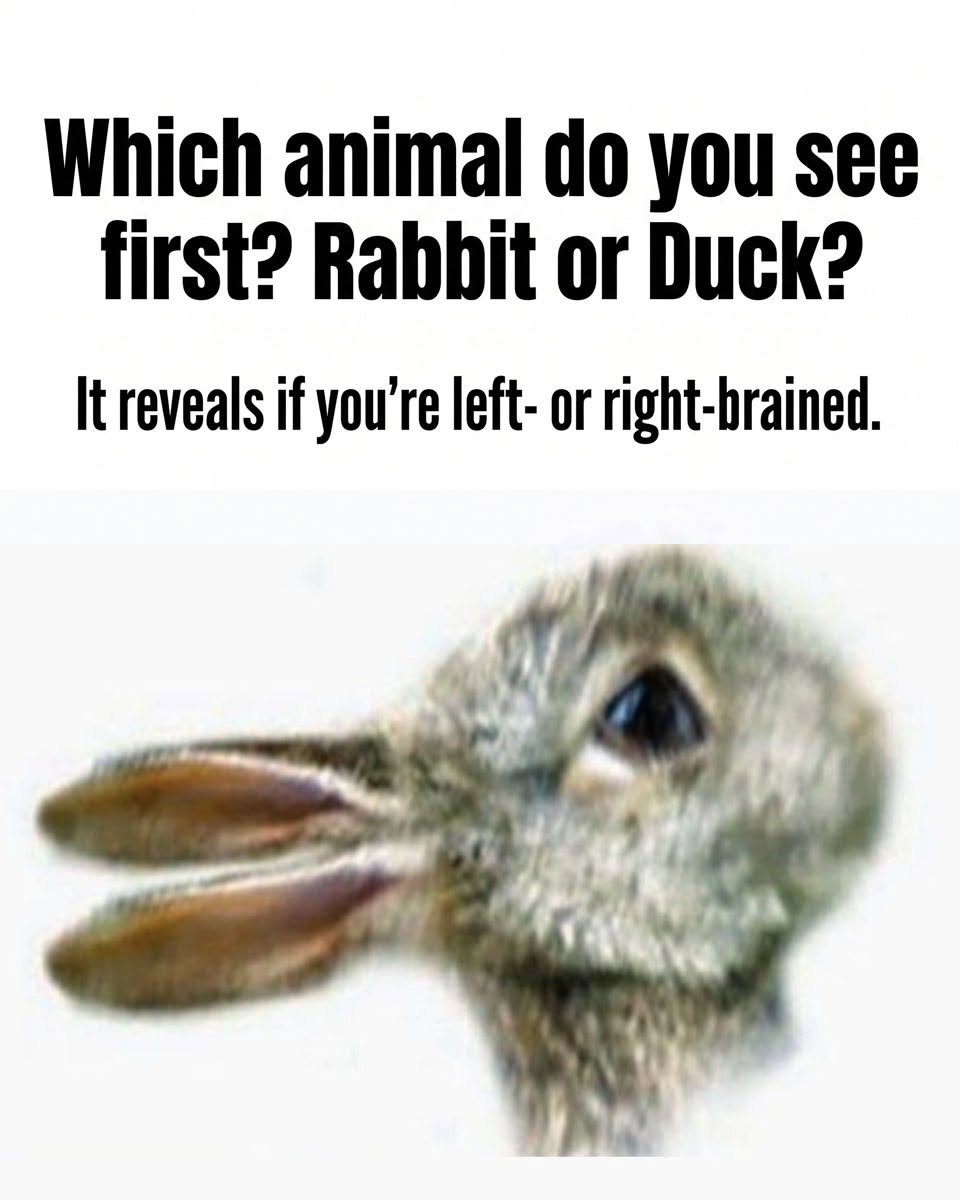 Which animal do you see first? Rabbit or Duck?