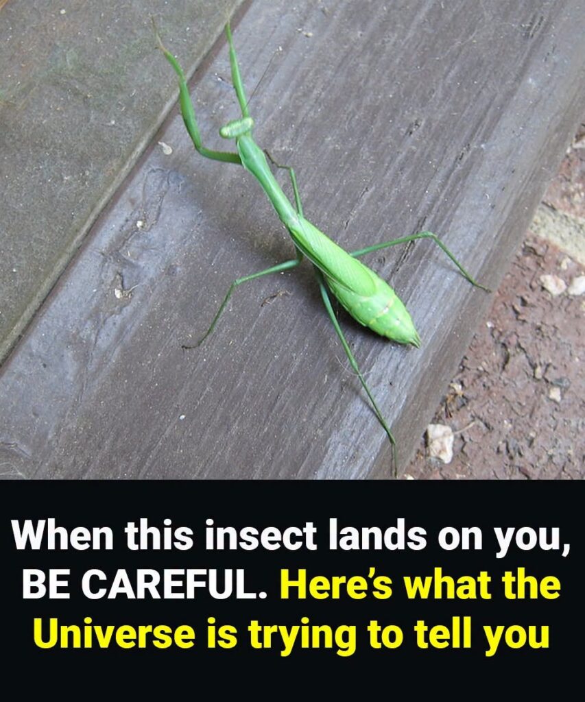 When this insect lands on you, BE CAREFUL. Here’s what the Universe is trying to tell you