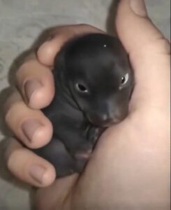 I Thought I Had Rescued a Tiny Abandoned Puppy From the Side of the Road—But a Year Later, I Finally Discovered What I Had Actually Been Caring For
