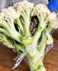 He Opened a Bag of Broccoli – What He Found Inside Left Him Horrified
