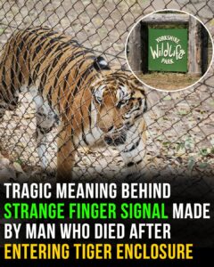 Meaning behind strange finger signal made by man mauled to death in tiger enclosure
