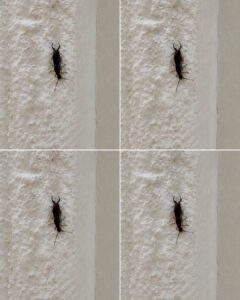 If You Find This Insect in Your Home, Here’s What It Could Mean