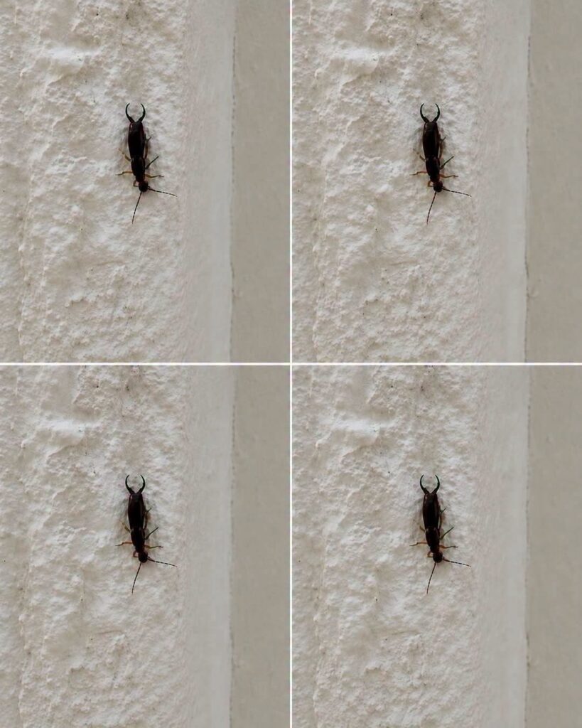 If You Find This Insect in Your Home, Here’s What It Could Mean