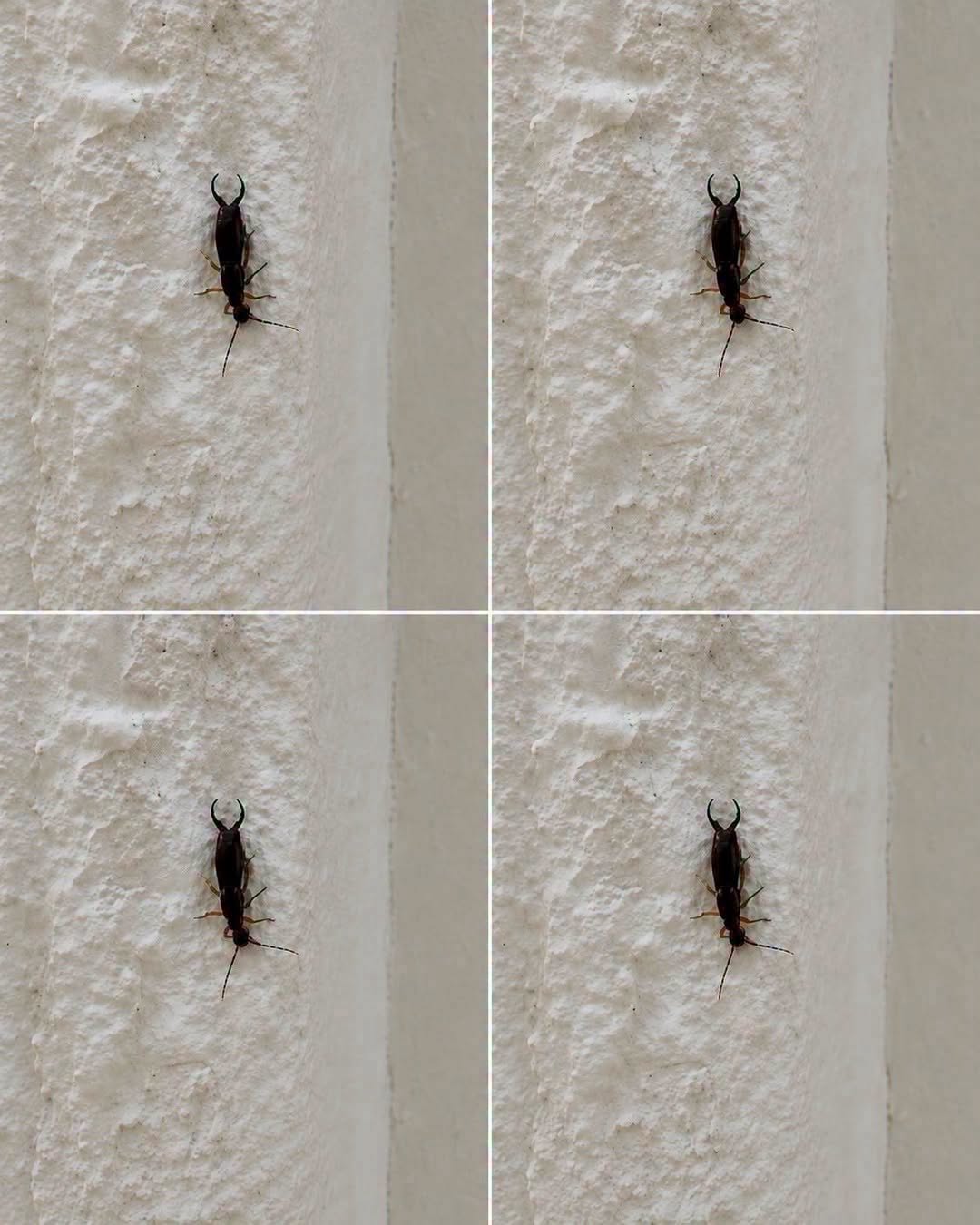 If You Find This Insect in Your Home, Here’s What It Could Mean