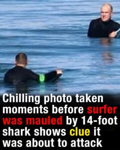 Chilling photo taken moments before surfer was mauled by 14-foot shark shows clue it was about to attack