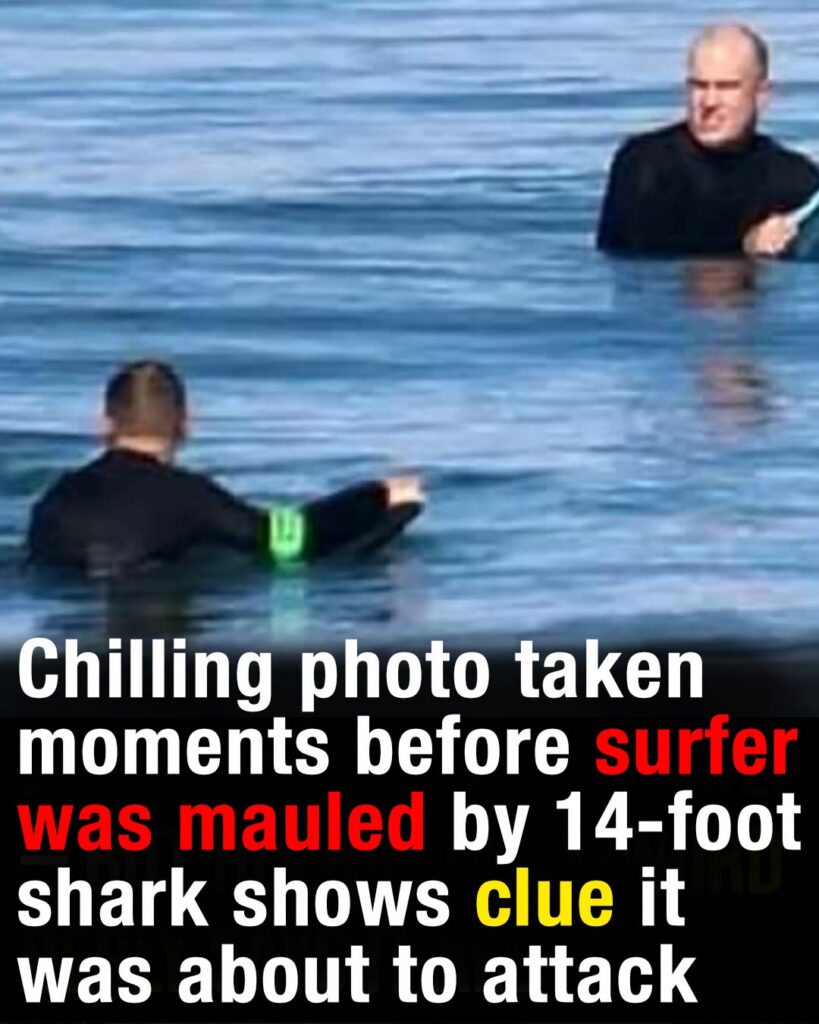 Chilling photo taken moments before surfer was mauled by 14-foot shark shows clue it was about to attack