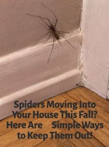 Discover These Simple Home Tricks That Could Help Make Your Space Less Appealing To Spiders… See more