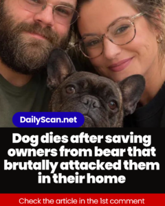Dog dies after saving owners from bear that brutally attacked them in their home
