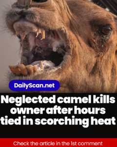Neglected camel kills owner after hours tied in scorching heat