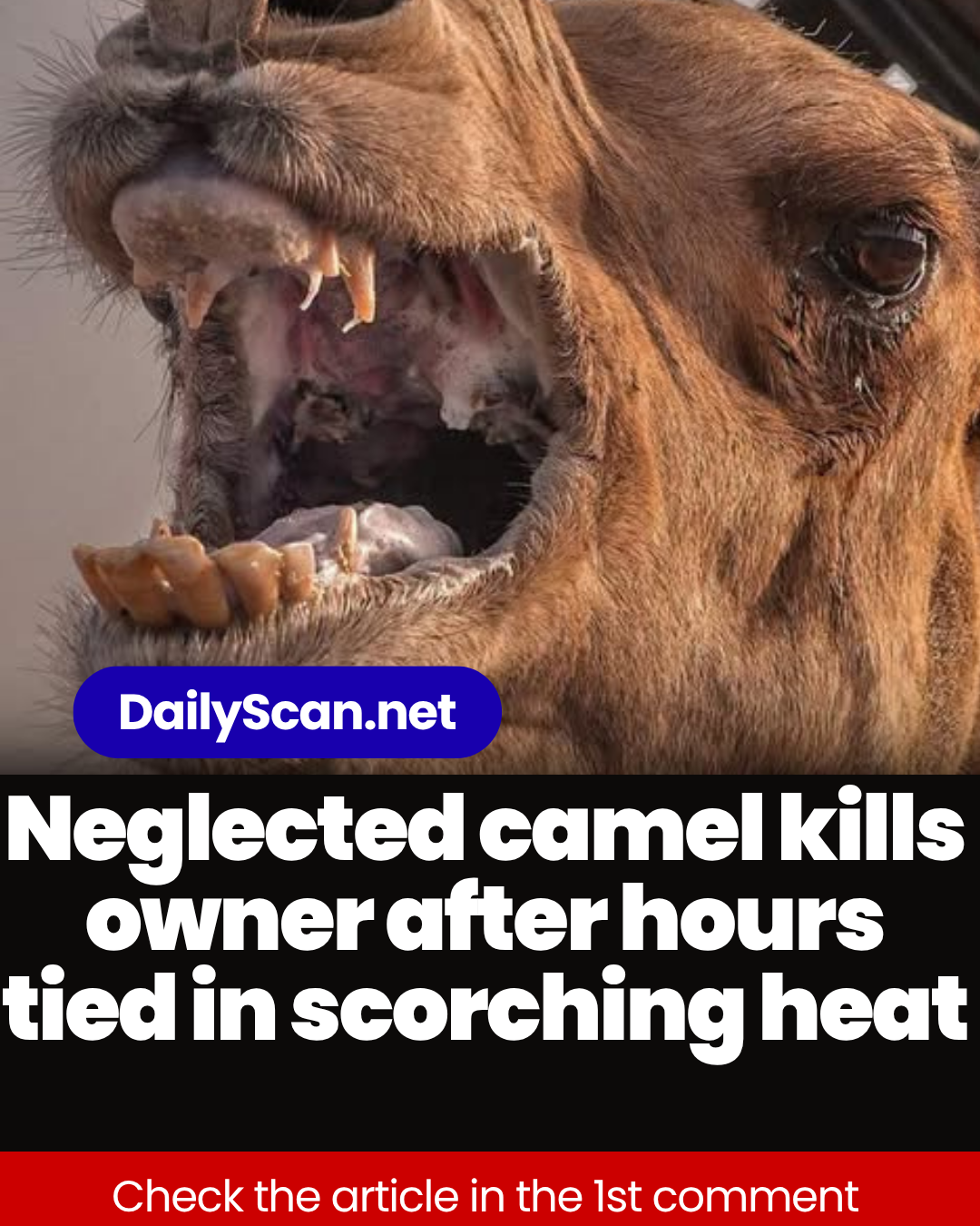 Neglected camel kills owner after hours tied in scorching heat